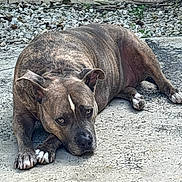 Snickers joined the competition — help win amazing prizes! dog, brindle, lying_down, outdoor, concrete, rocks, wall, pet, canine, animal, resting, ears, paws, fur, expression, close_up, ground, nature, quiet, calm