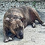 dog, brindle, lying_down, outdoor, concrete, rocks, wall, pet, canine, animal, resting, ears, paws, fur, expression, close_up, ground, nature, quiet, calm