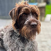 Nemo participe au concours pour gagner de l'argent avec cette photo : dog, animal, pet, outdoor, fur, beard, portrait, close_up, brown, gray, scruffy, muzzle, ears, nose, eyes, canine, background_blur, nature, looking_away, texture