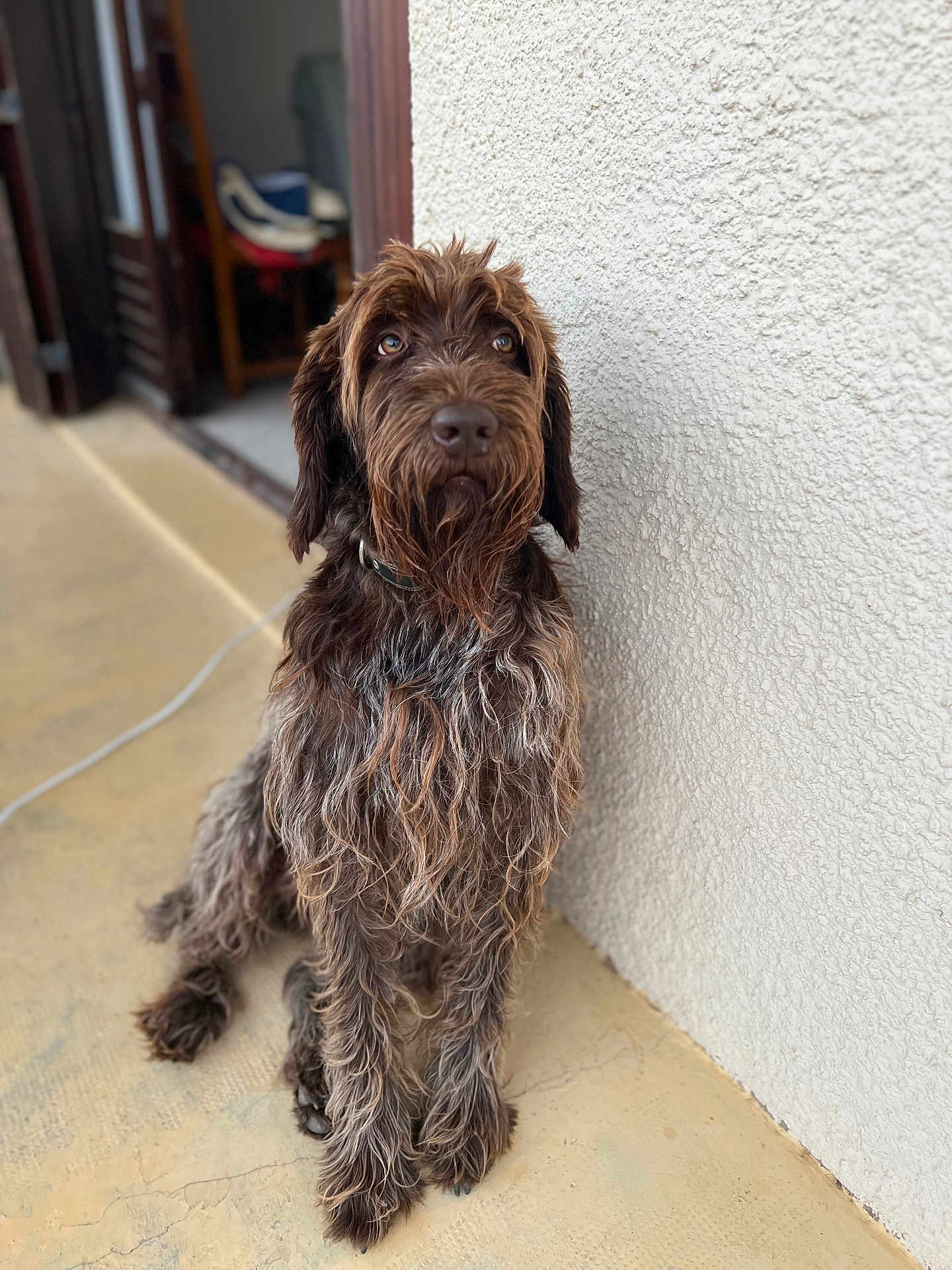Seven a rejoint le concours — aidez-le/la à gagner de superbes lots ! dog, pet, fur, brown, scruffy, sitting, indoor, wall, floor, collar, canine, portrait, animal, looking_up, closeup, furry, domestic_animal, companion, cute, calm