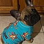 dog, french_bulldog, puppy, pet, dog_shirt, patterned_shirt, kangaroo_print, boxing_gloves, teal_shirt, tile_floor, wooden_cabinet, looking_up, big_eyes, upright_ears, wrinkled_face, cute, indoor, sitting, paw, portrait