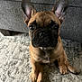 Kash is registered to the contest to win money with this photo: dog, french_bulldog, puppy, brown_fur, black_mask, ears, eyes, paws, carpet, couch, indoor, sitting, pet, portrait, cute, nose, whiskers, short_muzzle, living_room, attentive