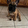 dog, french_bulldog, puppy, tile_floor, kitchen_cabinet, indoor, ears, paws, sitting, brown_coat, black_muzzle, cute, looking_up, pet, domestic, portrait, eyes, floor_tile, nose, whiskers