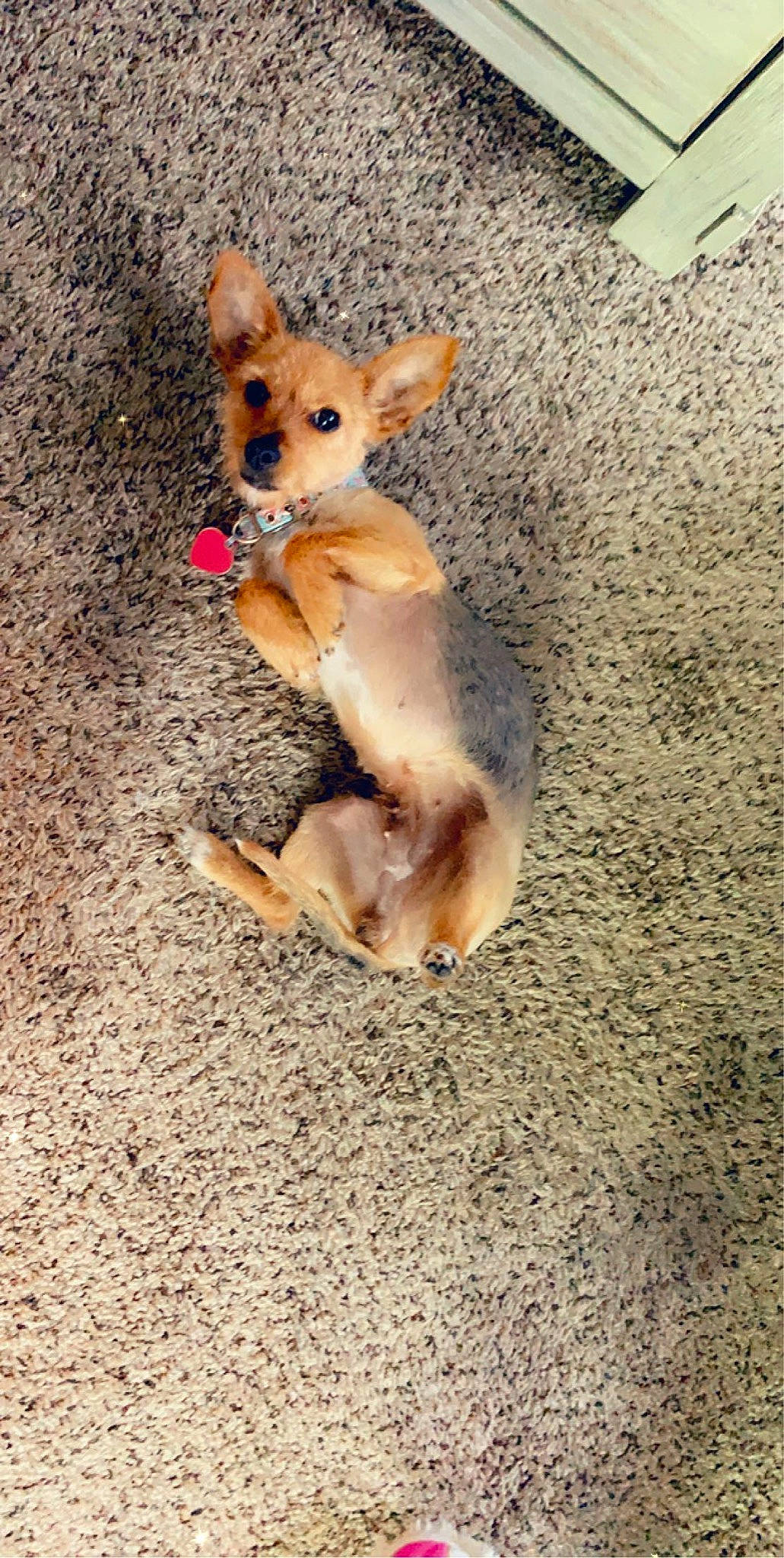 Snuggles is registered to the contest to win money with this photo: canidae, cardigan_welsh_corgi, carnivore, carolina_dog, chihuahua, companion_dog, corgi_chihuahua, dog, dog_breed, fawn, mammal, pembroke_welsh_corgi, puppy, snout, street_dog, vertebrate