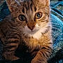 Pitchoune participe au concours pour gagner de l'argent avec cette photo : animal, blanket, cat, closeup, cozy, curious, cute, eyes, feline, fur, indoor, kitten, mammal, paw, pet, portrait, sitting, tabby, whiskers, young