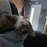 Pitchoune a rejoint le concours — aidez-le/la à gagner de superbes lots ! cat, tabby, upside_down, sleepy, cozy, knitted_sweater, indoor, home, door, coat_rack, furniture, relaxed, fur, whiskers, pet, animal, resting, soft_texture, comfy, casual