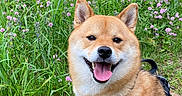 Iko is registered to the contest to win money with this photo: dog, shiba_inu, pet, animal, portrait, smiling, happy, sitting, outdoors, meadow, wildflowers, grass, nature, harness, leash, tan_fur, white_fur, pointed_ears, open_mouth, sunlight