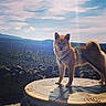 Iko is registered to the contest to win money with this photo: dog, shiba_inu, outdoor, mountain, landscape, rocky_terrain, sky, clouds, hiking, adventure, leash, standing, curled_tail, fur, brown_dog, blue_harness, platform, nature, scenic_view, travel