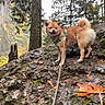 Iko joined the competition — help win amazing prizes! dog, shiba_inu, canine, outdoor, forest, woodland, hiking, adventure, rock, cliff, slope, trees, leash, harness, curly_tail, fluffy, brown_fur, smiling, autumn, nature