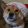 dog, shiba_inu, pet, santa_hat, christmas, holiday, festive, indoors, portrait, sitting, brown_fur, white_fur, black_nose, pointed_ears, collar, couch, home, decoration, cozy, low_light