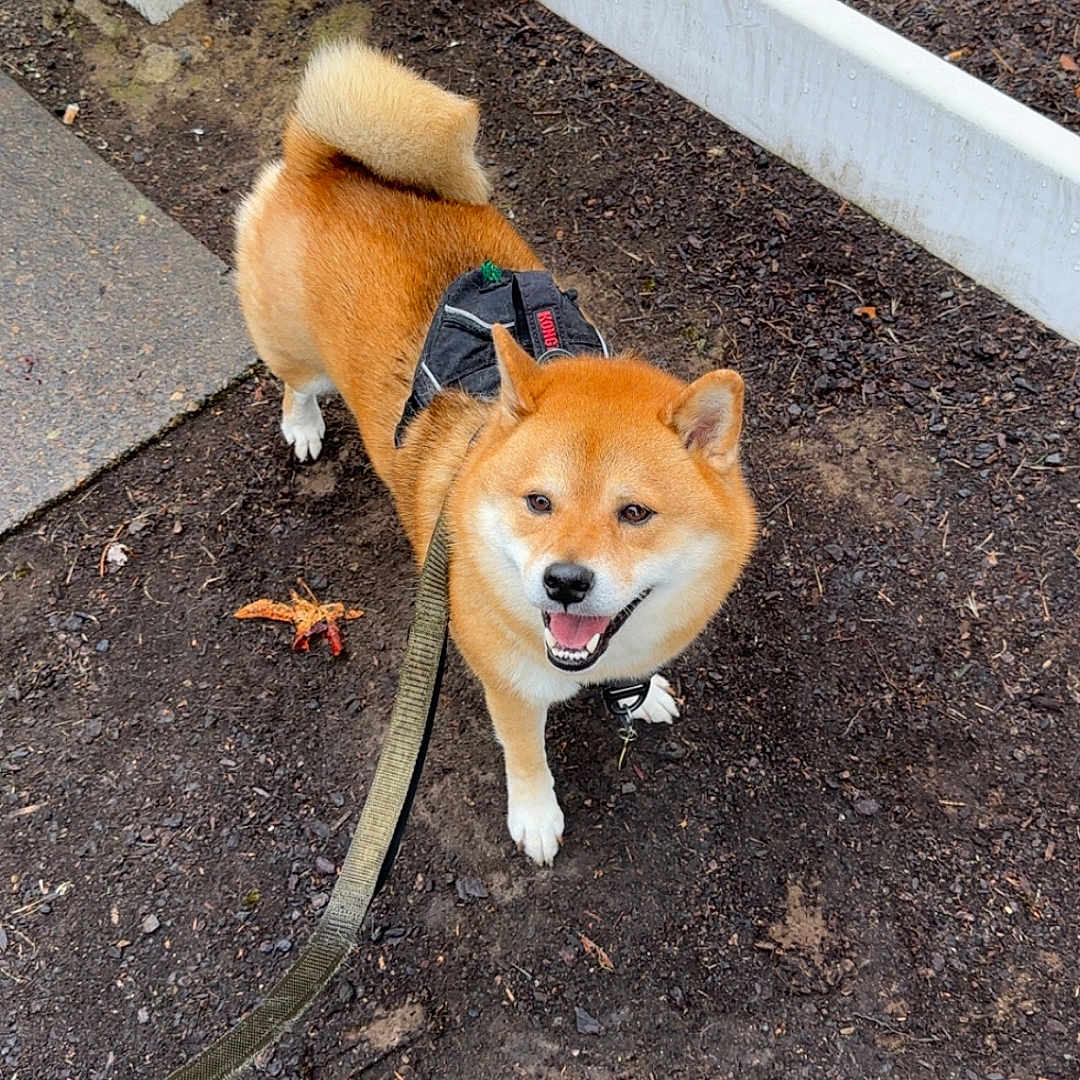 Iko