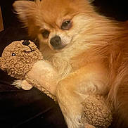 Snickers joined the competition — help win amazing prizes! dog, pomeranian, plush_toy, stuffed_animal, cuddling, cozy, pet, fur, cute, animal, companion, lying_down, domestic_animal, toy, brown, small_dog, snuggle, indoor, relaxed, close_up