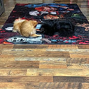 Snickers joined the competition — help win amazing prizes! animal, black_dog, companion, cute, decor, dog, flooring, fluffy, golden_dog, halloween, home, indoor, pet, playful, quiet, resting, rug, small_dog, spooky, wooden_floor