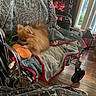 animal, blanket, chrome, comfort, cozy, decor, dog, fabric, flooring, furniture, home, indoor, pet, pomeranian, resting, soft_toy, toy, warm, wheelchair, window