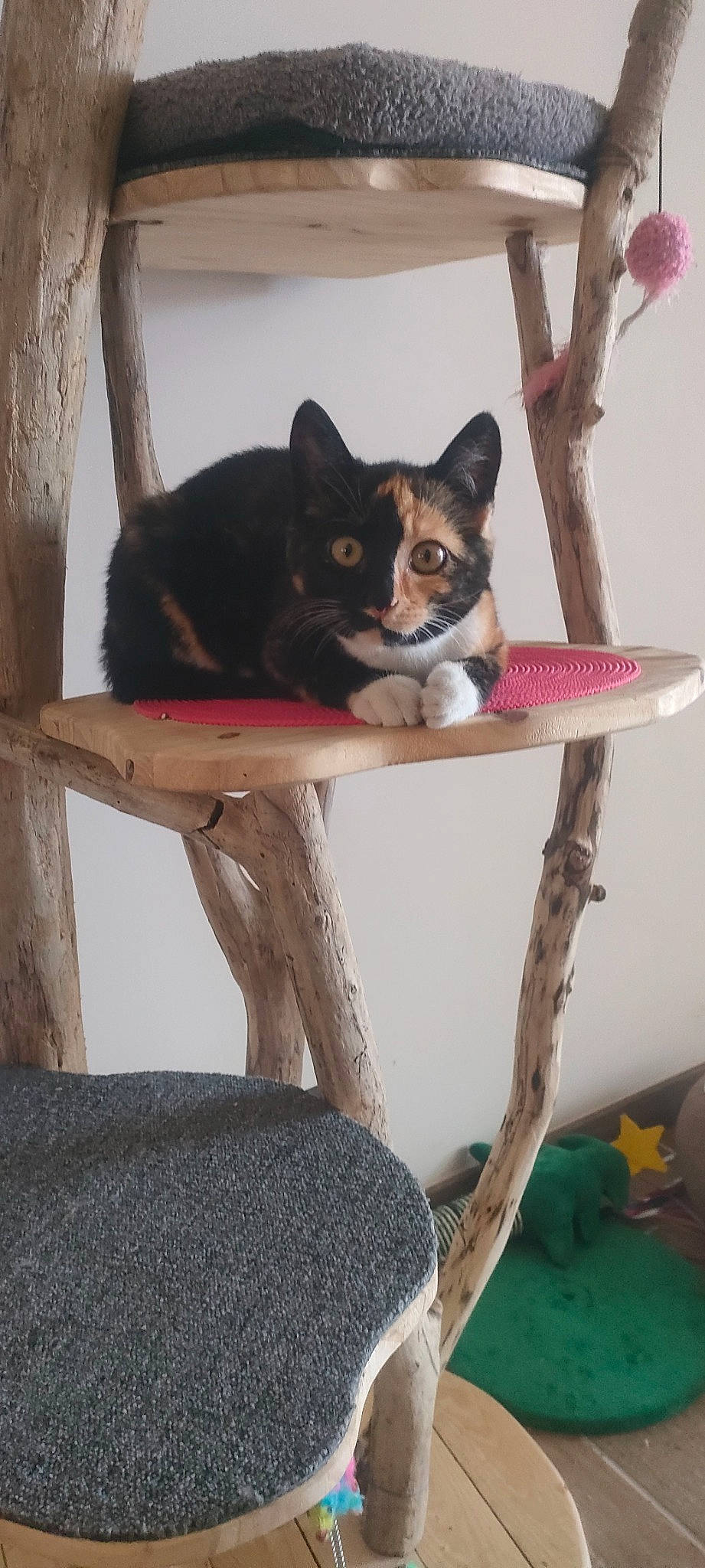 Thalie participe au concours pour gagner de l'argent avec cette photo : carnivore, cat, cat_bed, cat_supply, chair, comfort, domestic_short_haired_cat, felidae, fur, outdoor_furniture, plant, room, shelf, small_to_medium_sized_cats, table, tail, tree, whiskers, window, wood