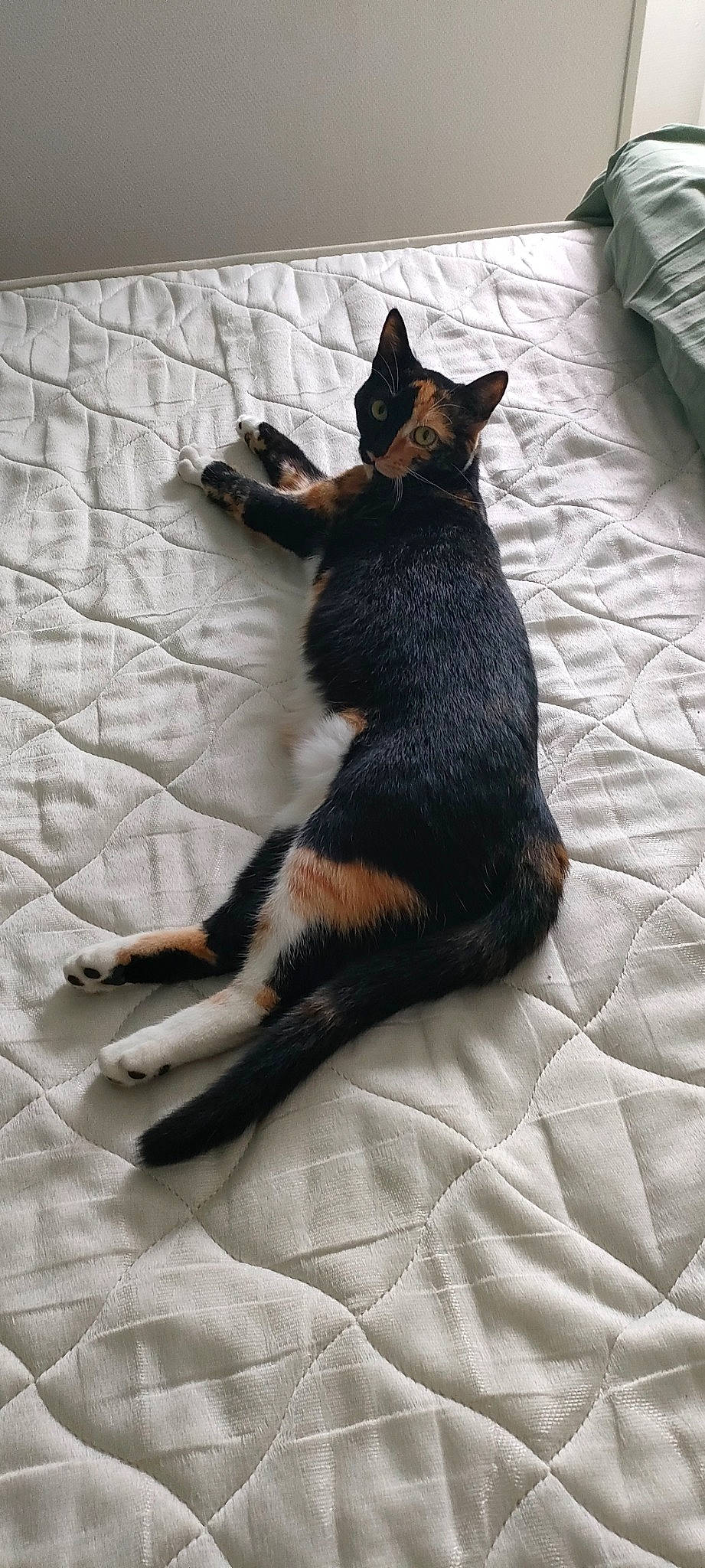 Thalie a rejoint le concours — aidez-le/la à gagner de superbes lots ! canidae, carnivore, claw, comfort, companion_dog, dog_breed, domestic_short_haired_cat, fawn, felidae, flooring, fur, linens, paw, small_to_medium_sized_cats, snout, sporting_group, tail, terrestrial_animal, textile, whiskers