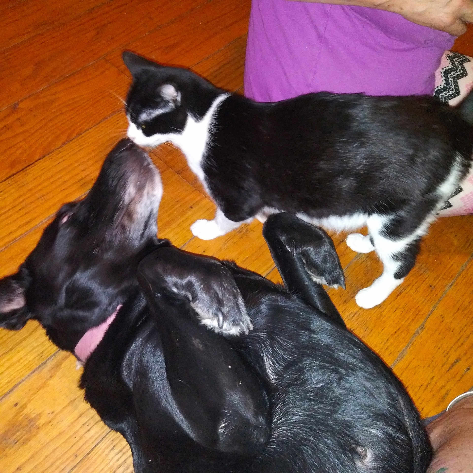 Rachel is registered to the contest to win money with this photo: animal, black_and_white_cat, black_dog, cat_standing, companion, dog_lying_down, domestic, flooring, friendly, fur, indoor, nose, patterned_leggings, paw, person, pet_interaction, playful, purple_shirt, sniffing, wooden_floor