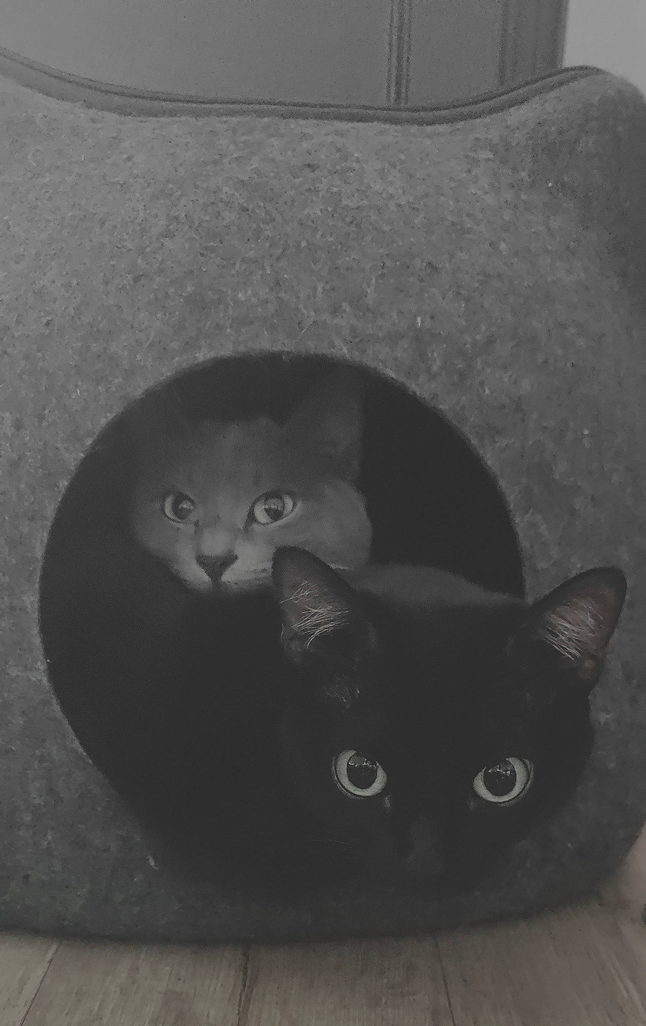 Chiqui participe au concours pour gagner de l'argent avec cette photo : art, black, black_cat, carnivore, cat, comfort, darkness, domestic_short_haired_cat, felidae, fur, grey, mammal, monochrome, monochrome_photography, small_to_medium_sized_cats, snout, tail, vertebrate, whiskers, wood