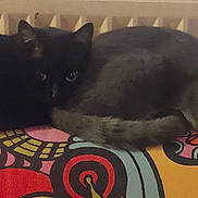 Chiqui a rejoint le concours — aidez-le/la à gagner de superbes lots ! art, black_cat, carnivore, cat, cat_bed, chest, comfort, domestic_short_haired_cat, felidae, fur, grey, human_body, pattern, paw, small_to_medium_sized_cats, snout, tail, temporary_tattoo, visual_arts, whiskers