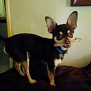 Paco is registered to the contest to win money with this photo: animal, black_dog, bone, brown_dog, canine, chew_toy, collar, companion, cute, dog, domestic, ears, furniture, indoor, looking, pet, picture_frame, small_dog, standing, wall