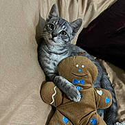 Pépi participe au concours pour gagner de l'argent avec cette photo : kitten, cat, gray_tabby, plush_toy, gingerbread_man, blue_hearts, beige_background, couch, cute, pet, animal, indoor, snuggling, soft_toy, relaxed, young_cat, feline, toy, closeup, resting