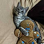 kitten, cat, gray_tabby, plush_toy, gingerbread_man, blue_hearts, beige_background, couch, cute, pet, animal, indoor, snuggling, soft_toy, relaxed, young_cat, feline, toy, closeup, resting