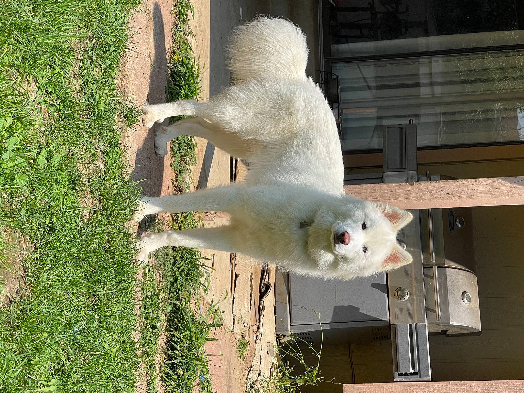 Bolt joined the competition — help win amazing prizes! _geese_and_swans, beak, bird, canidae, cockatoo, domestic_rabbit, duck, ducks, event, feather, fur, grass, parrot, plant, rabbits_and_hares, rodent, seabird, sporting_group, sulphur_crested_cockatoo, tail