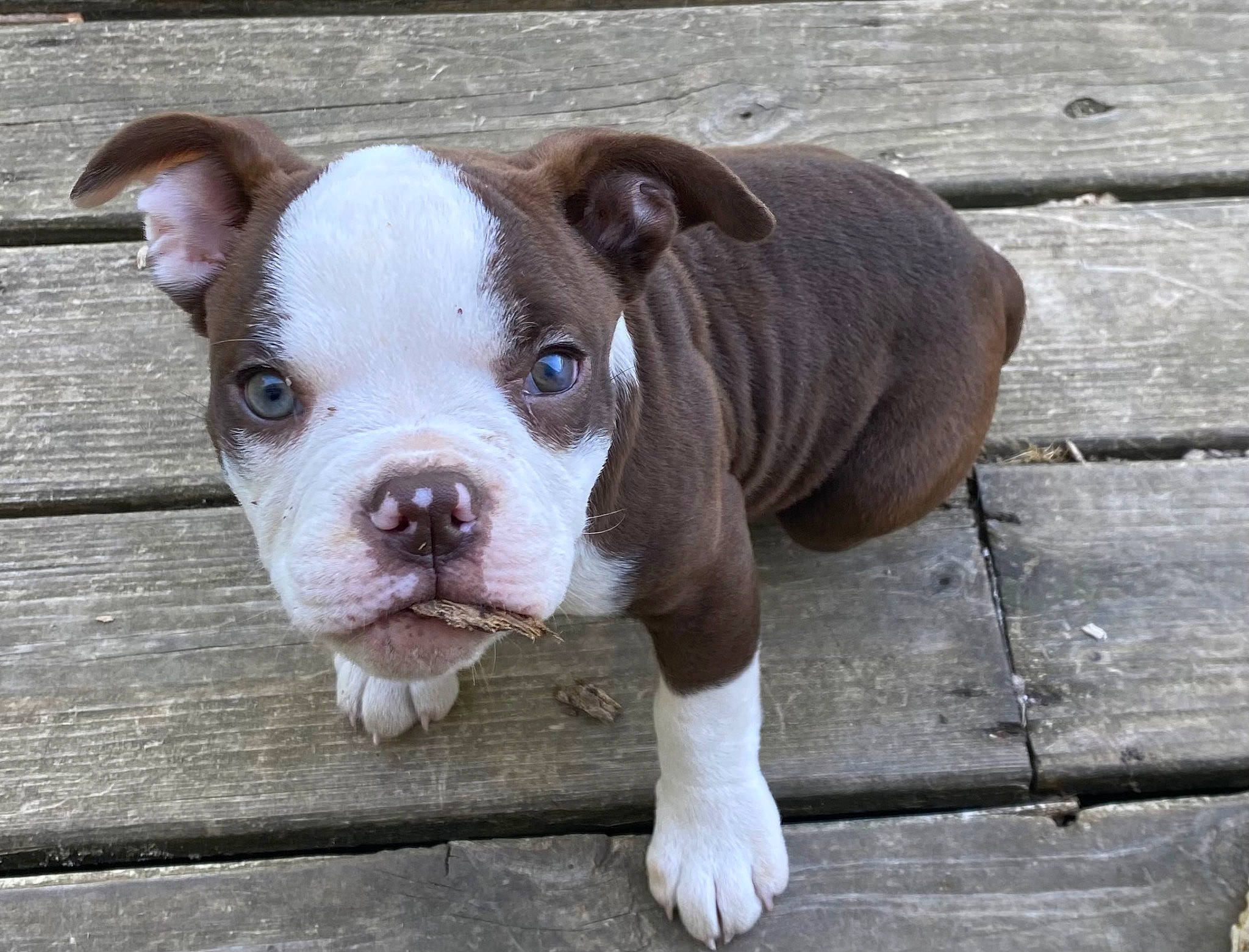 Potionpoo is registered to the contest to win money with this photo: ancient_dog_breeds, boston_terrier, bulldog, canidae, carnivore, companion_dog, dog, dog_breed, fawn, molosser, non_sporting_group, paw, snout, sporting_group, terrestrial_animal, toy_dog, whiskers, wood, working_animal, working_dog
