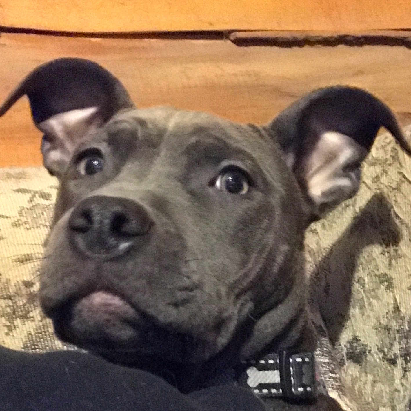 Voodoo