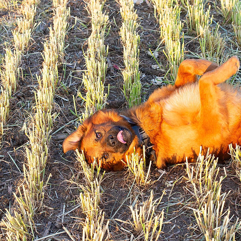 Bandit Boo is registered to the contest to win money with this photo: animal, brown, collar, cute, daylight, dog, field, fur, grass, ground, happy, nature, outdoor, pet, playful, rolling, stalks, summer, sunlight, tongue