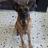 Rox participe au concours pour gagner de l'argent avec cette photo : dog, indoor, floor, tile_floor, brown_couch, blanket, red_cloth, pet, animal, ears, collar, sitting, looking_up, living_room, home, furniture, domestic, cute, canine, companion