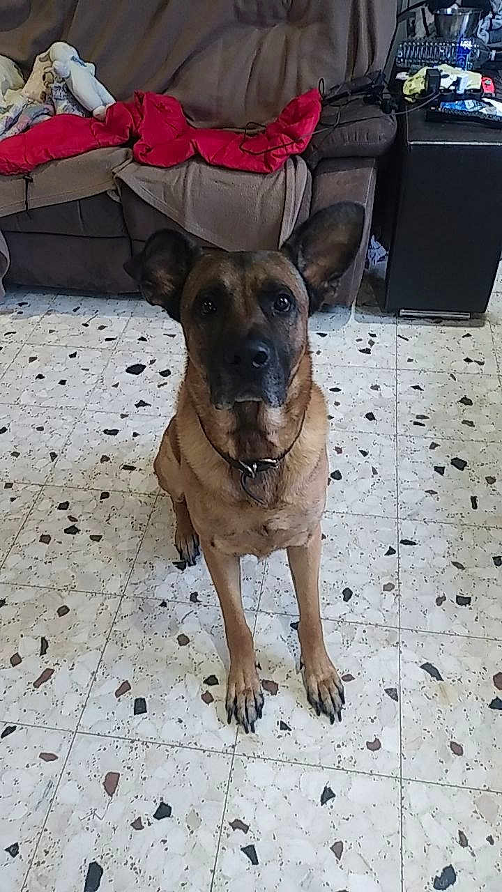 Rox participe au concours pour gagner de l'argent avec cette photo : dog, indoor, floor, tile_floor, brown_couch, blanket, red_cloth, pet, animal, ears, collar, sitting, looking_up, living_room, home, furniture, domestic, cute, canine, companion