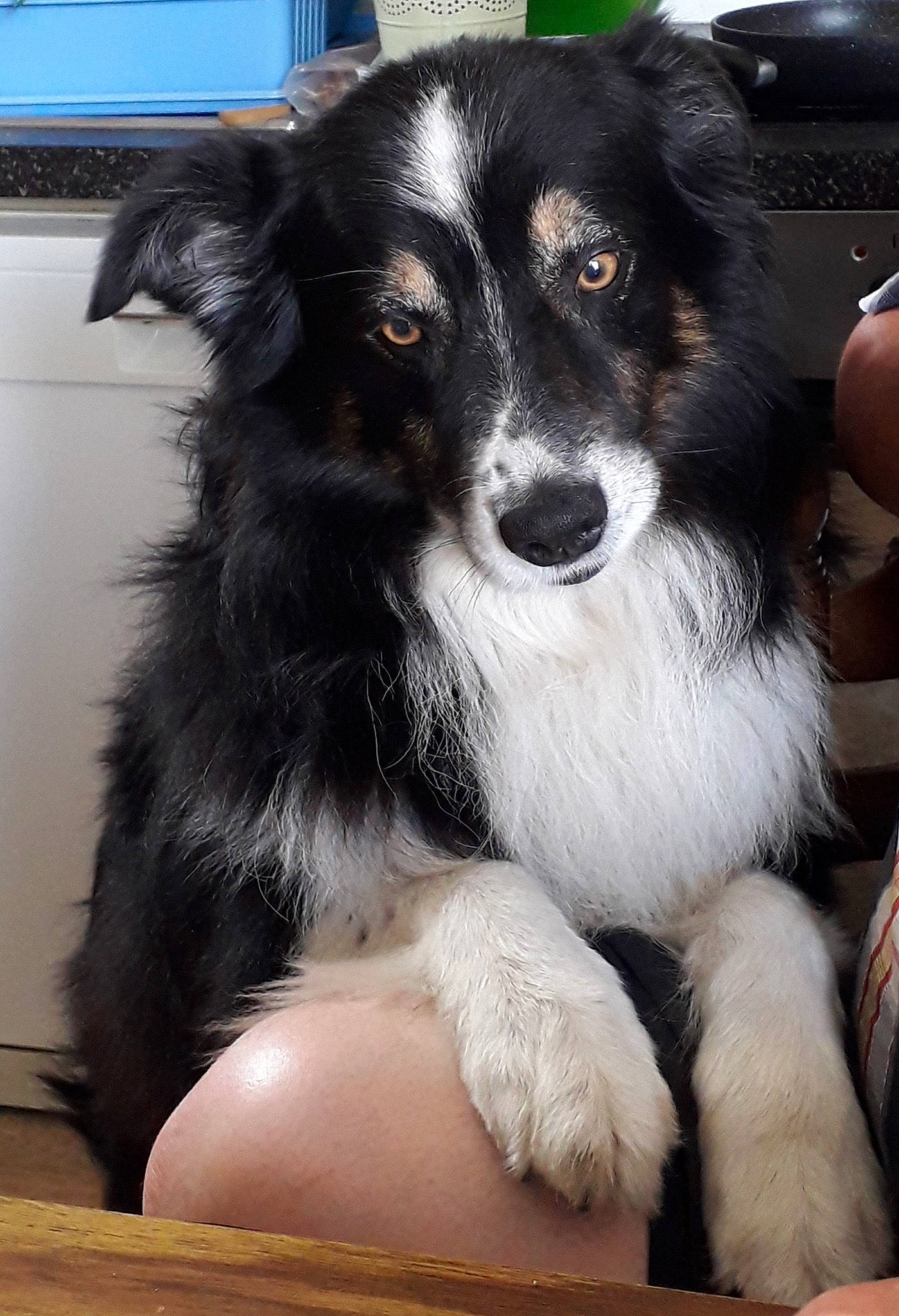 Gaïa participe au concours pour gagner de l'argent avec cette photo : australian_collie, australian_shepherd, border_collie, canidae, carnivore, companion_dog, dog, dog_breed, english_shepherd, herding_dog, mammal, miniature_australian_shepherd, rare_breed_dog, scotch_collie, snout, sporting_group, stabyhoun, vertebrate, welsh_sheepdog, whiskers