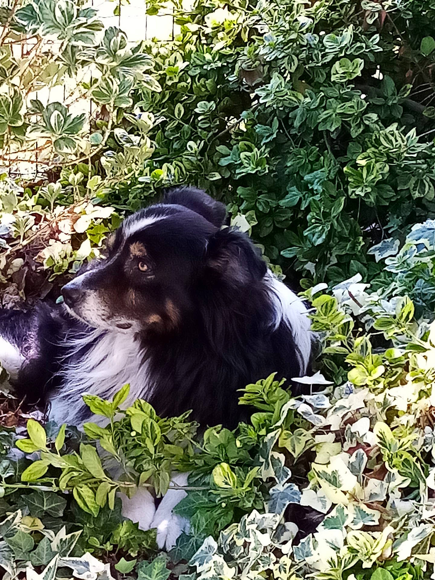 Gaïa a rejoint le concours — aidez-le/la à gagner de superbes lots ! canidae, carnivore, dog, dog_breed, grass, mammal, plant, sporting_group, vertebrate