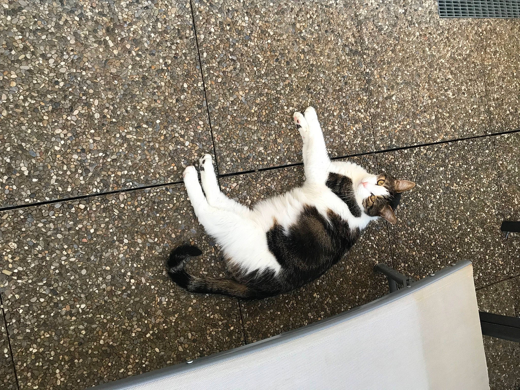 Diego a rejoint le concours — aidez-le/la à gagner de superbes lots ! asphalt, canidae, carnivore, cat, concrete, domestic_short_haired_cat, felidae, flooring, fur, grass, paw, road, road_surface, shadow, sidewalk, small_to_medium_sized_cats, sporting_group, tail, tints_and_shades, whiskers