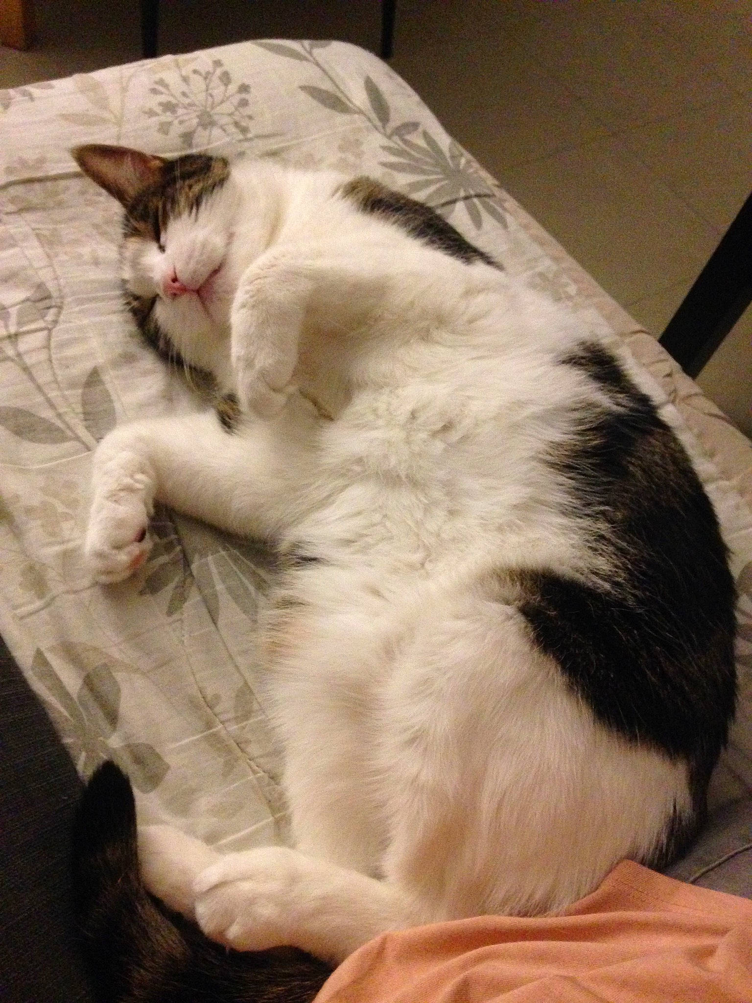 Diego a rejoint le concours — aidez-le/la à gagner de superbes lots ! carnivore, cat, cat_supply, claw, comfort, domestic_short_haired_cat, fawn, felidae, foot, fur, nap, paw, sleep, small_to_medium_sized_cats, snout, tail, terrestrial_animal, whiskers