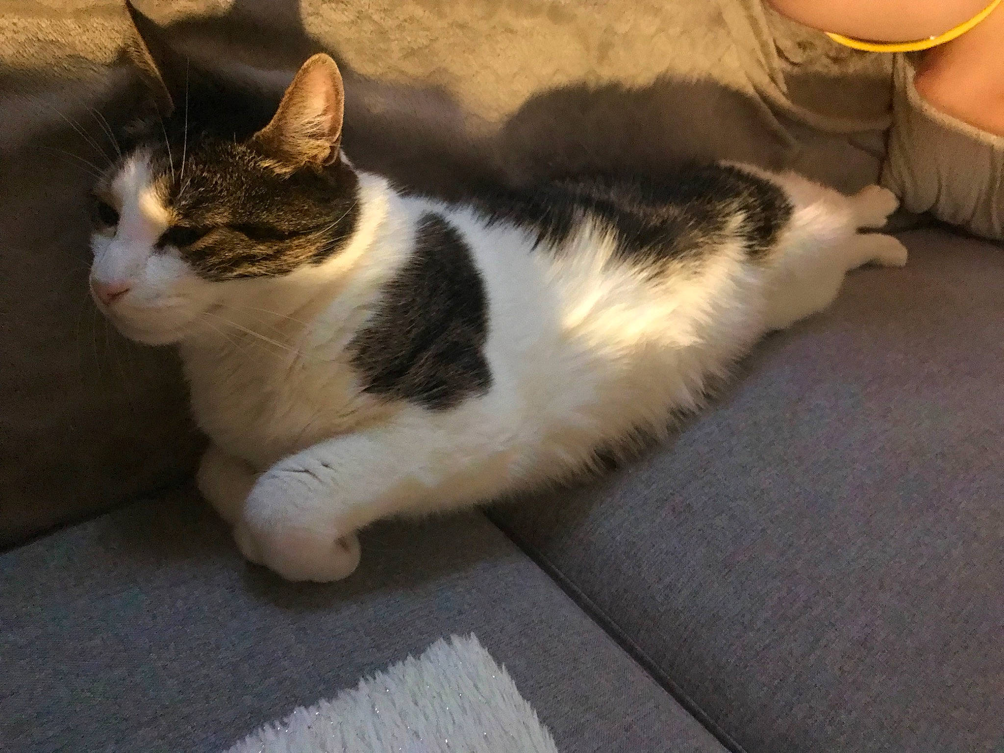 Diego participe au concours pour gagner de l'argent avec cette photo : carnivore, cat, comfort, domestic_short_haired_cat, felidae, flooring, foot, fur, human_leg, paw, small_to_medium_sized_cats, snout, tail, terrestrial_animal, whiskers