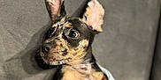Peanut joined the competition — help win amazing prizes! puppy, dog, blanket, wrapped, ears, spotted_fur, curious_eyes, couch, gray, hand, cozy, snug, pet, indoor, young_dog, animal, resting, cute, portrait, fur