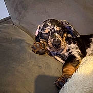 Peanut joined the competition — help win amazing prizes! puppy, dog, sleeping, couch, blanket, paw, fur, resting, indoor, pet, cute, cozy, relaxed, animal, mammal, snuggled, soft, home, napping, young