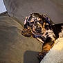 puppy, dog, sleeping, couch, blanket, paw, fur, resting, indoor, pet, cute, cozy, relaxed, animal, mammal, snuggled, soft, home, napping, young