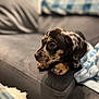 puppy, dog, couch, indoor, pet, animal, blanket, fur, cute, young, black, brown, spotted, ears, nose, eyes, paws, home, soft, relaxed