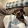 puppy, dog, blanket, couch, pet, animal, indoor, cozy, cute, young, fur, brown, black, spotted, face, eyes, ears, resting, soft, comfort