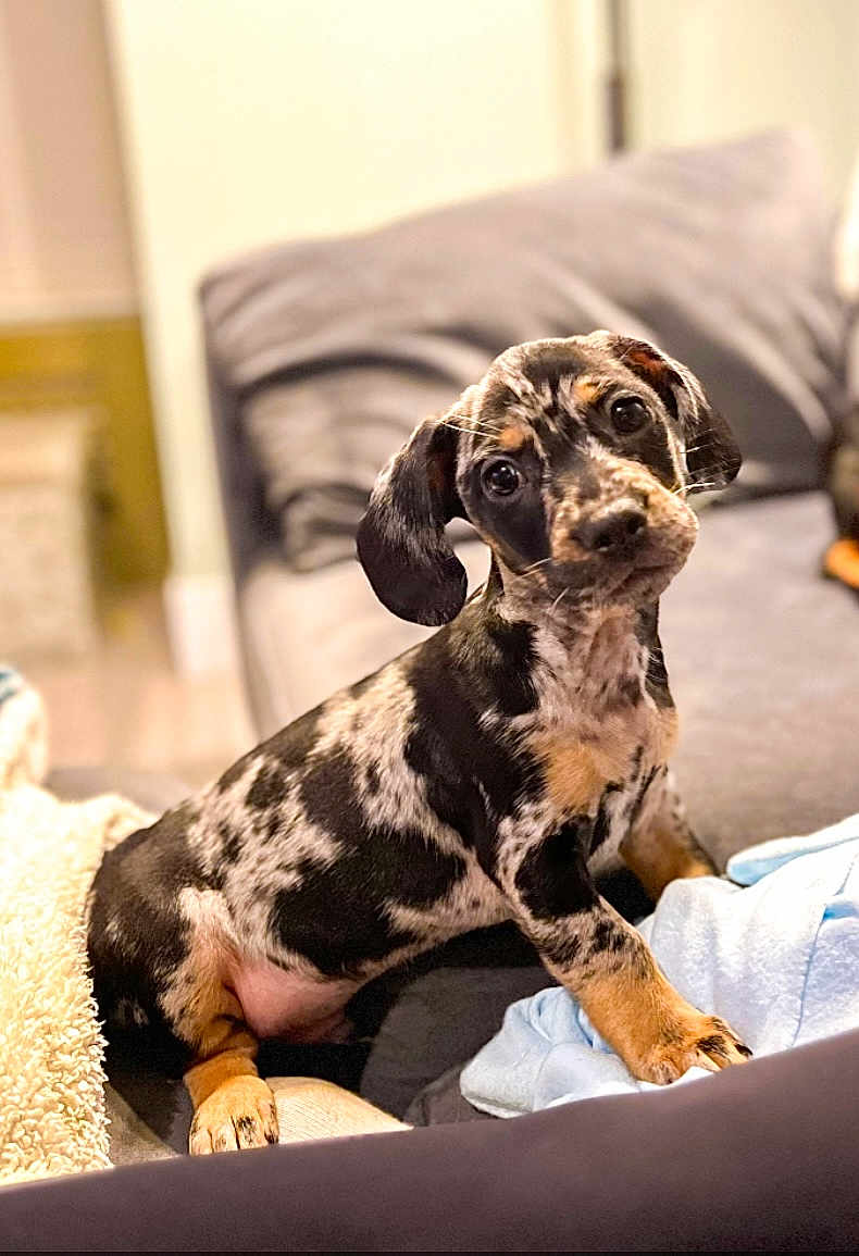 Peanut