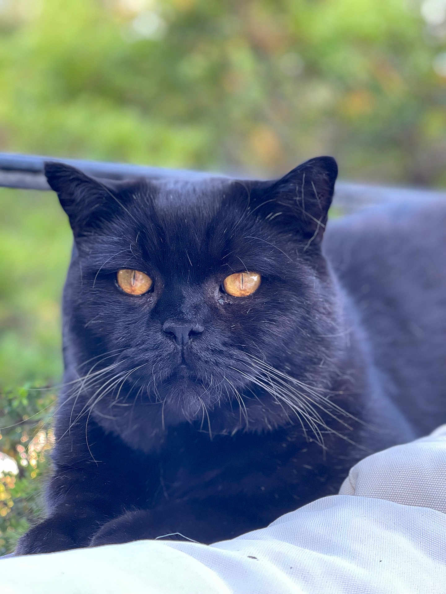 Figaro participe au concours pour gagner de l'argent avec cette photo : black_cat, cat, amber_eyes, animal, pet, whiskers, outdoor, cushion, closeup, fur, relaxed, resting, nature, soft_light, portrait, feline, mammal, domestic_cat, whiskers_visible, background_blur