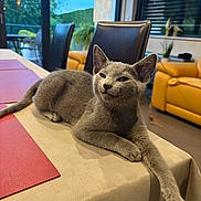 Berlioz participe au concours pour gagner de l'argent avec cette photo : cat, gray_cat, pet, animal, feline, whiskers, ears, eyes, paws, long_leg, lounging, relaxed, indoor, dining_room, dining_table, tablecloth, chairs, sofa, window, mountain_view
