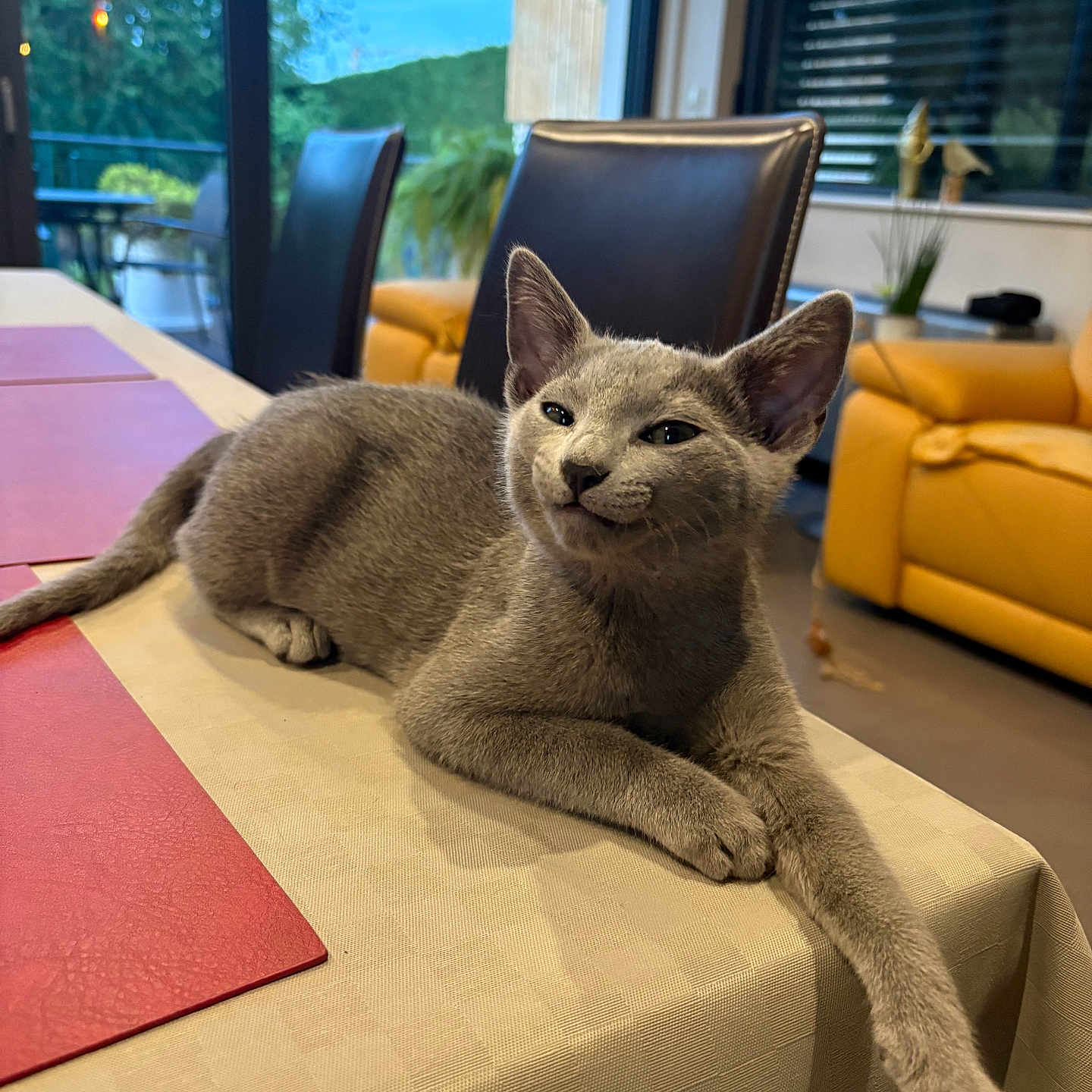 Berlioz participe au concours pour gagner de l'argent avec cette photo : cat, gray_cat, pet, animal, feline, whiskers, ears, eyes, paws, long_leg, lounging, relaxed, indoor, dining_room, dining_table, tablecloth, chairs, sofa, window, mountain_view