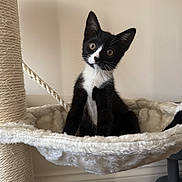 Nova is registered to the contest to win money with this photo: kitten, cat, black_and_white, pet, animal, indoor, hammock, scratching_post, curious, wide_eyes, plush, feline, young, soft_texture, resting, cozy, domestic, cute, small, head_tilt
