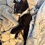 Nova is registered to the contest to win money with this photo: kitten, cat, sleeping, black_and_white, fur, whiskers, blanket, soft, cozy, resting, cute, pet, animal, paw, indoor, relaxing, young, feline, comfort, warm