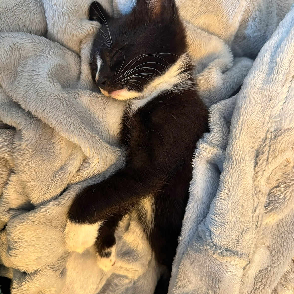 Nova is registered to the contest to win money with this photo: animal, black_and_white, blanket, cat, comfort, cozy, cute, feline, fur, indoor, kitten, paw, pet, relaxing, resting, sleeping, soft, warm, whiskers, young
