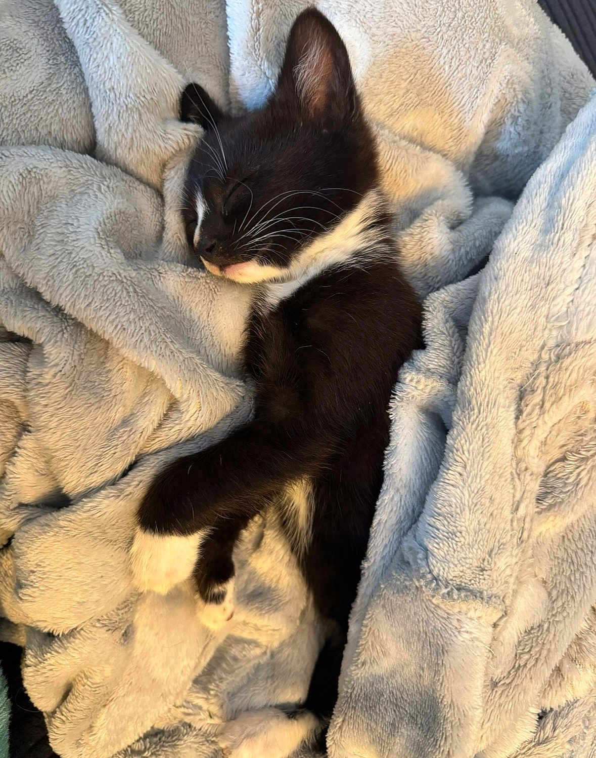 Nova is registered to the contest to win money with this photo: kitten, cat, sleeping, black_and_white, fur, whiskers, blanket, soft, cozy, resting, cute, pet, animal, paw, indoor, relaxing, young, feline, comfort, warm